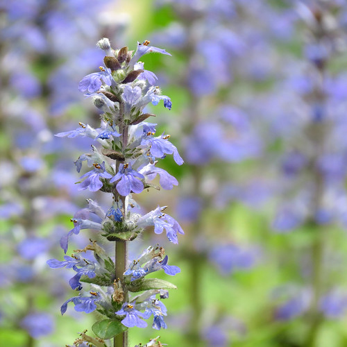 Blue Bugle Ajuga reptant. Rock Creek Park, Washington, DC,… Flickr