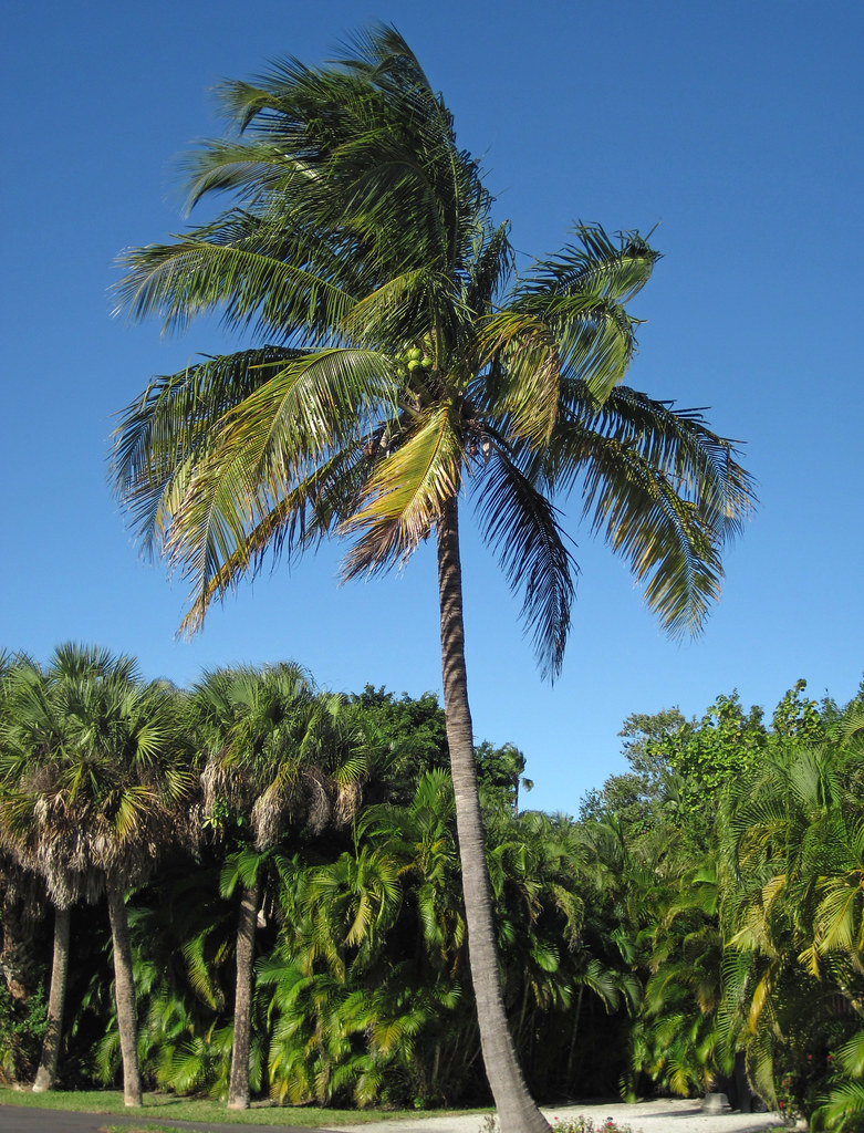 Cocos nucifera (coconut palm tree) (Sanibel Island, Florid… Flickr