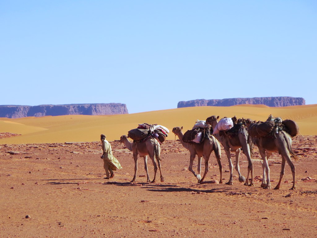Camel Caravan a photo on Flickriver