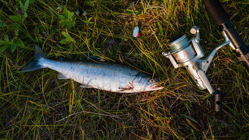 Sea char A nice little energetic fish, caught in what must… Flickr