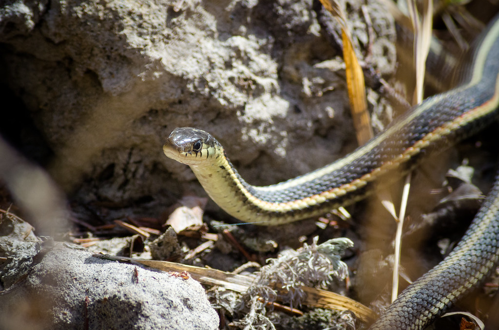 Suntanning Snake Saw a couple snakes getting warm in the … Flickr