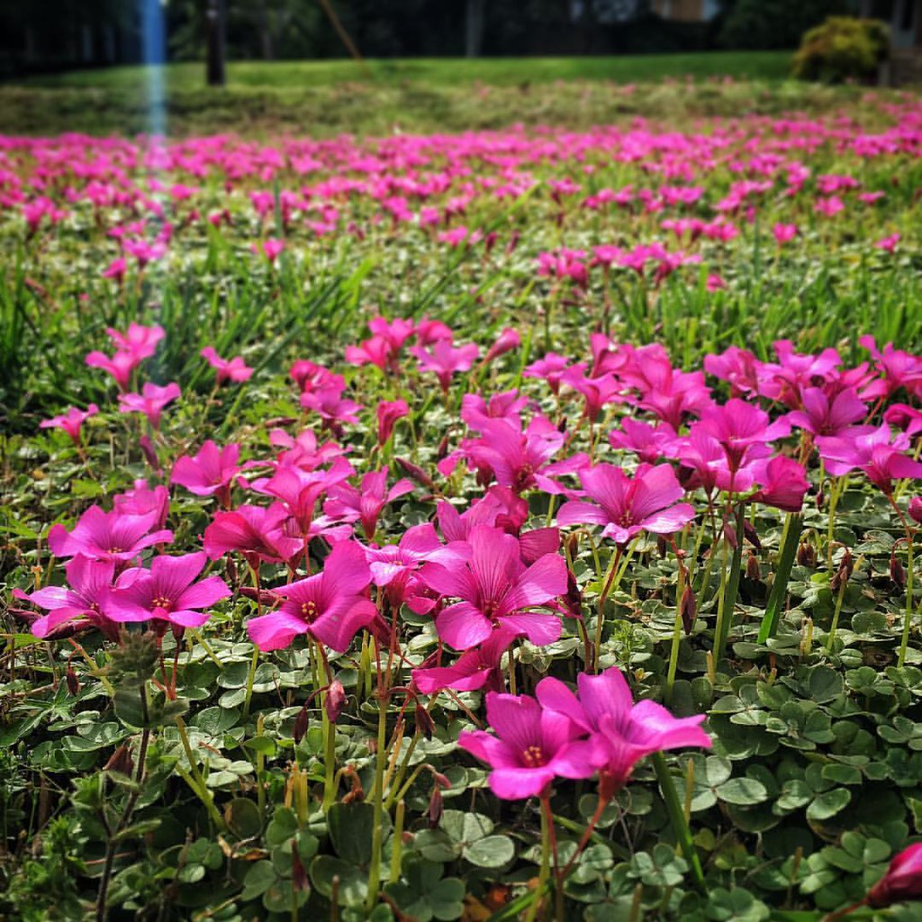 Elevation of Faith Ln, Abbeville, SC, USA Topographic Map Altitude Map