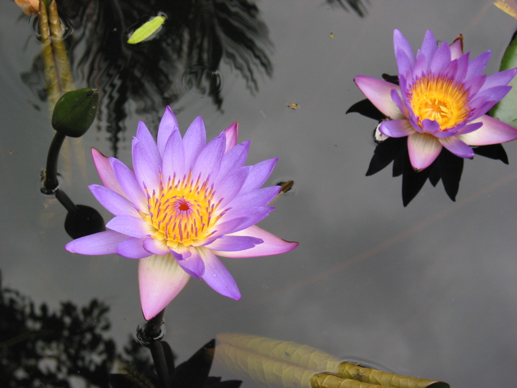 Vietnam Water Lilies Water lilies taken from Vietnam when … Flickr