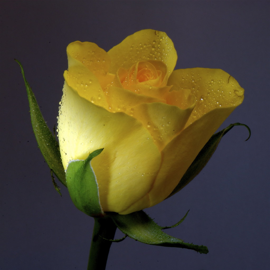 Platonic love Rose Language of flowers From Wikipedia, th… Flickr