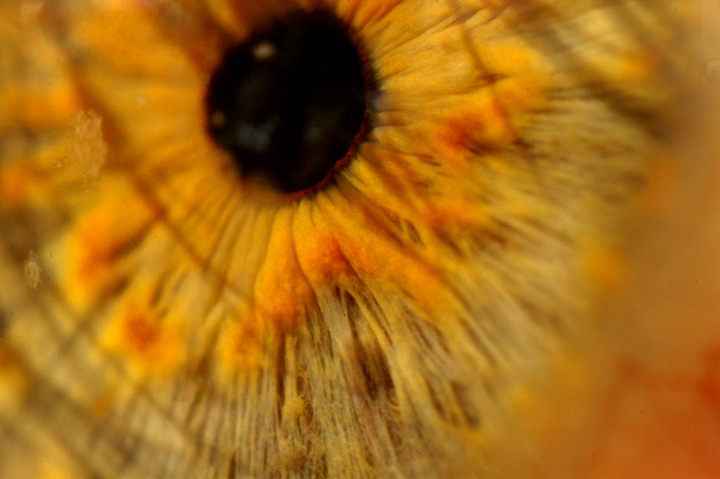 Iris in Sunlight Iris of an eye taken in direct sunlight u… Flickr