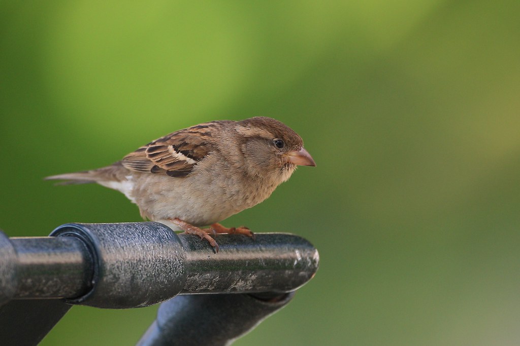 EOS12605 Sparrow. Kaanapali, Maui Hawaii. Sparrow. Kaanapa… Flickr
