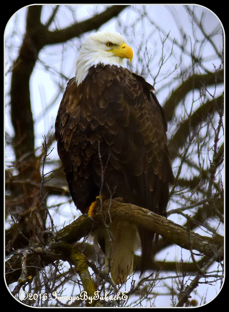 Bald Eagle in Indiana BlueSky Pink Flickr