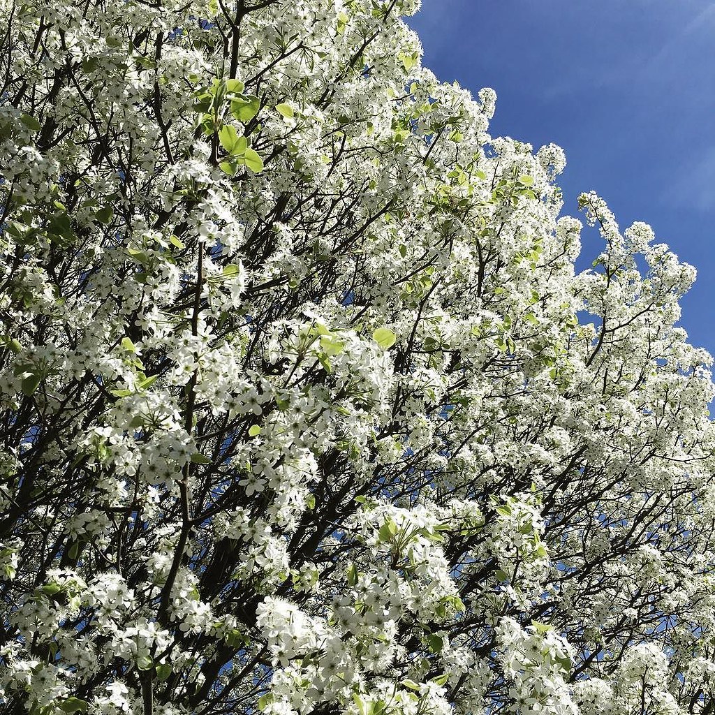 I love this time of year in Nashville! Flowering trees alw… Flickr