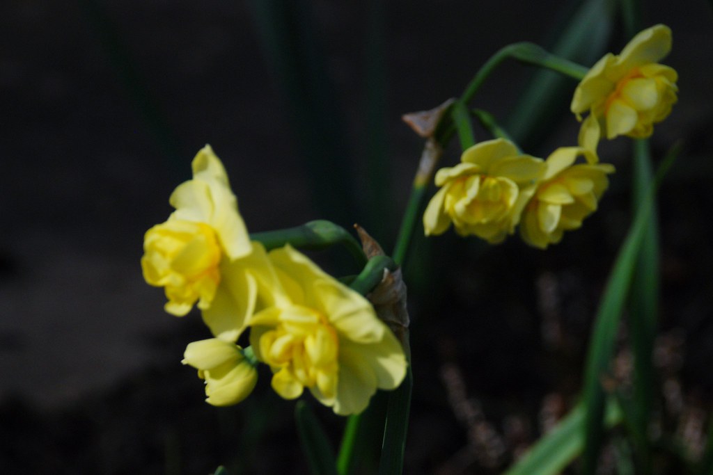 Gloucester, 28 Nine Elms Road 3headed daffodils Flickr
