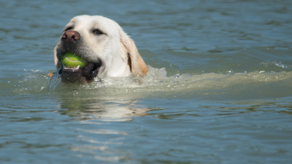 Dog Beach, Bonita Springs, Florida John Sonderman Flickr