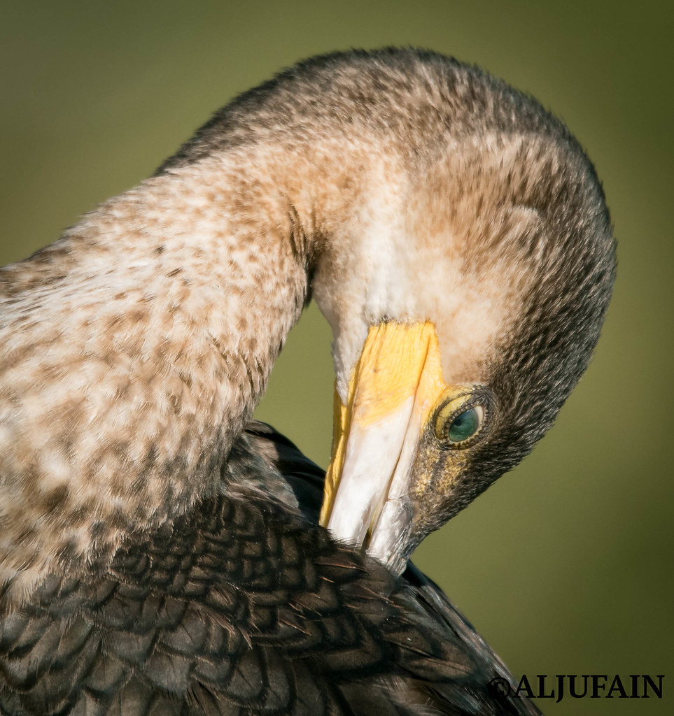 Great Cormorant Vary common winter Visitor, Common Passage… Flickr