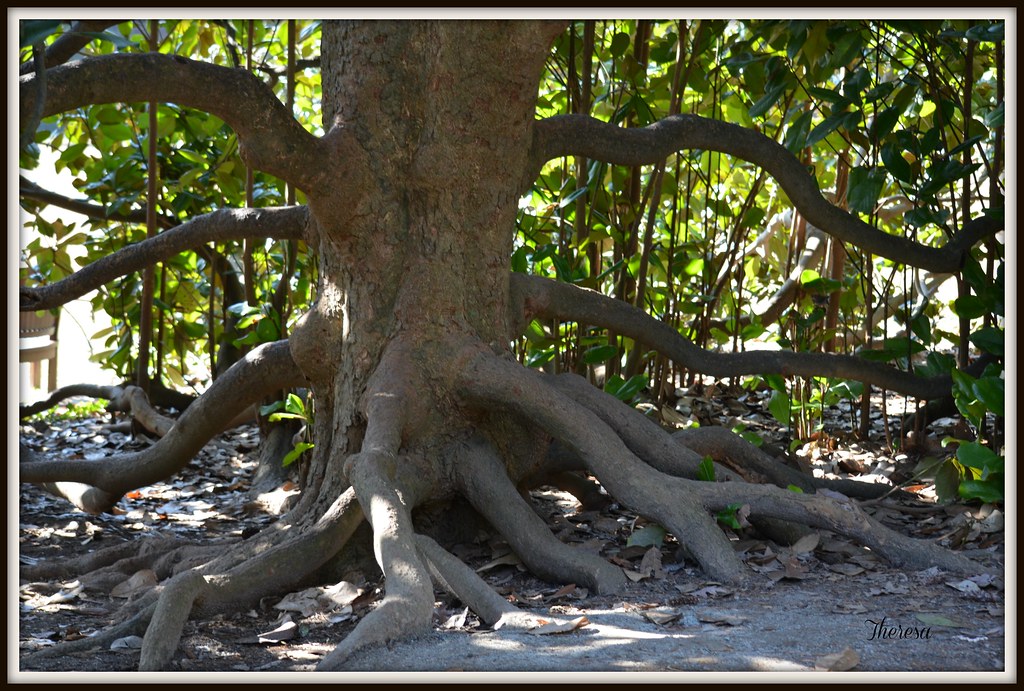 Strength and support Magnolia tree roots Theresa Flickr