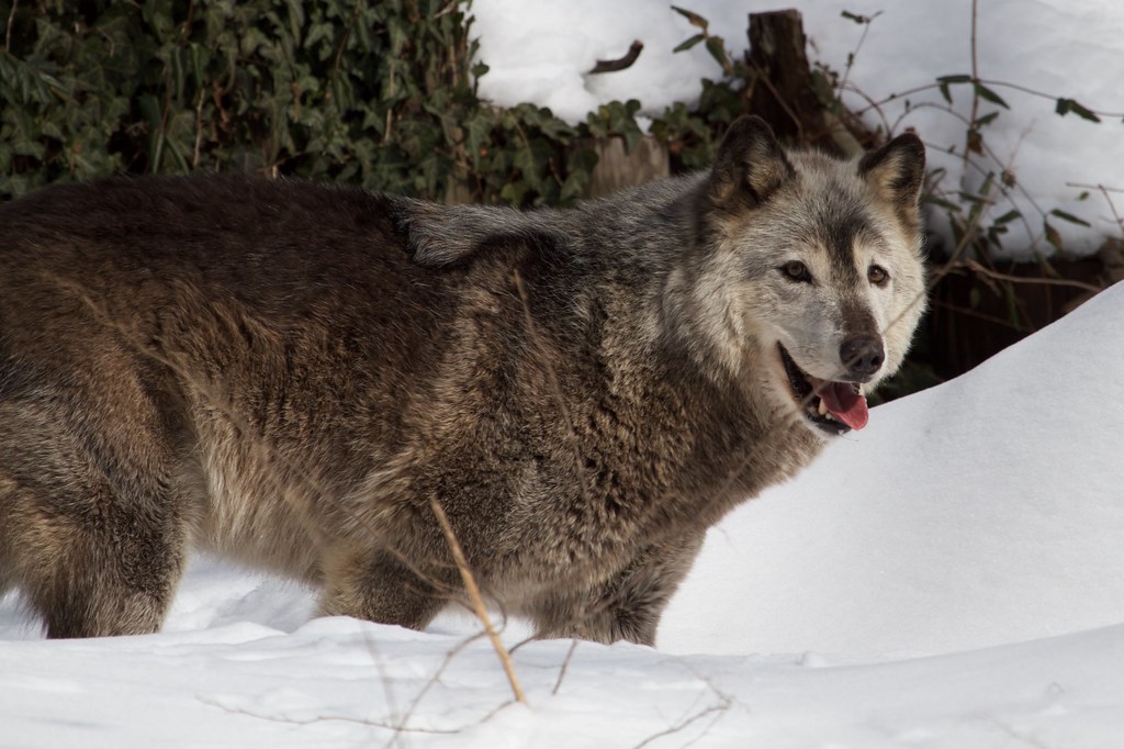 Grey Wolf at the National Zoo, American Trail Brian Gratwicke Flickr