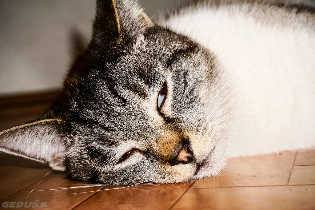 Lazy Cat Adorable Bengal Siamese Cat Posing Beautifully La… Flickr