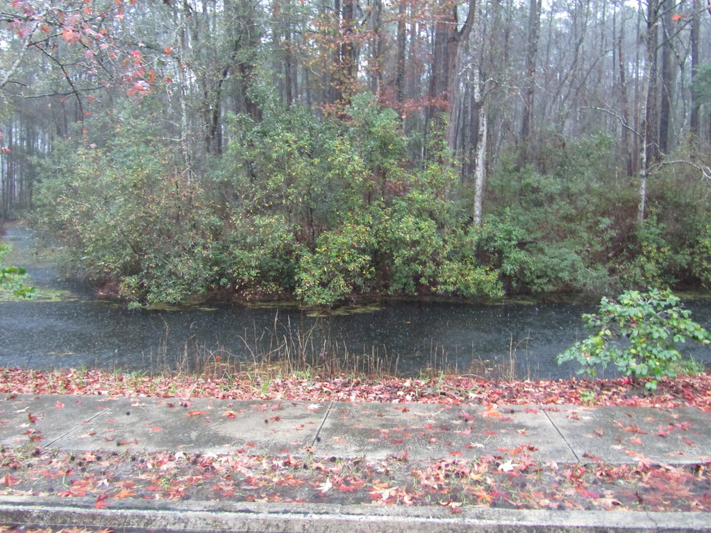 And the rain fell Okefenokee Swamp Park, Waycross, Flickr