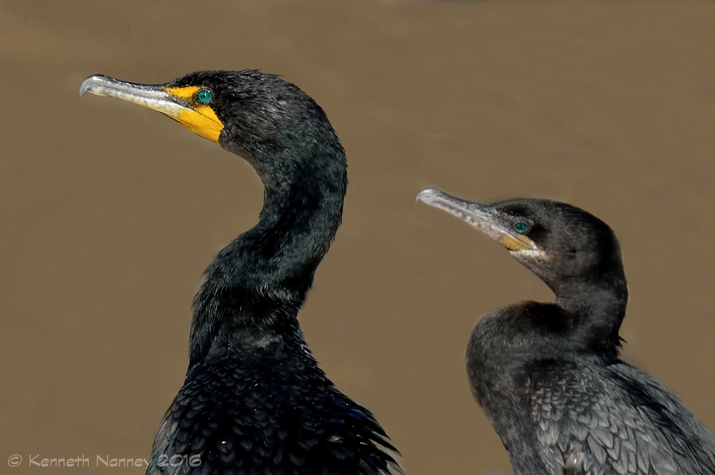 DOUBLECRESTED CORMORANT 14 Doublecrested Cormorant (Phal… Flickr