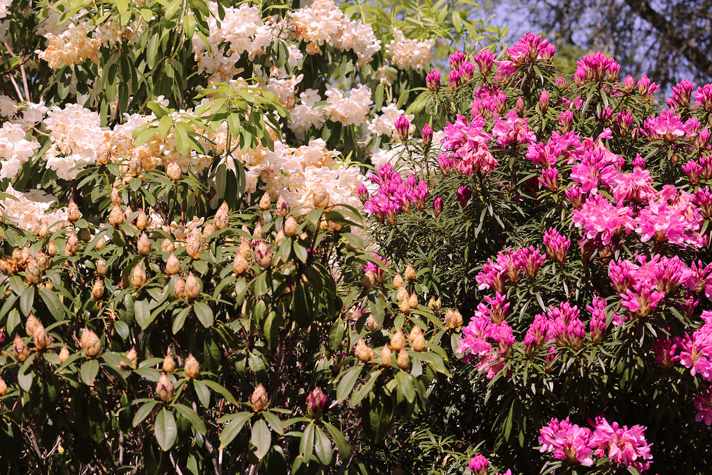 Whitney Gardens in Brinnon, Washington Over 7 acres of col… Flickr
