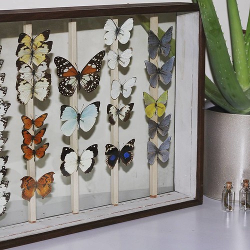 Ethically sourced farm raised butterflies & other insects … Flickr