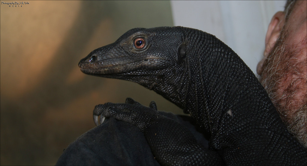2/16/2016 BDVS3 BLACK DRAGON Varanus Salvator 4'+ Black Dr… Flickr