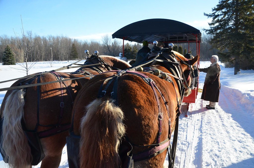 Elk Viewing Sleigh Ride Thunder Bay Resort, Hillman MI Flickr