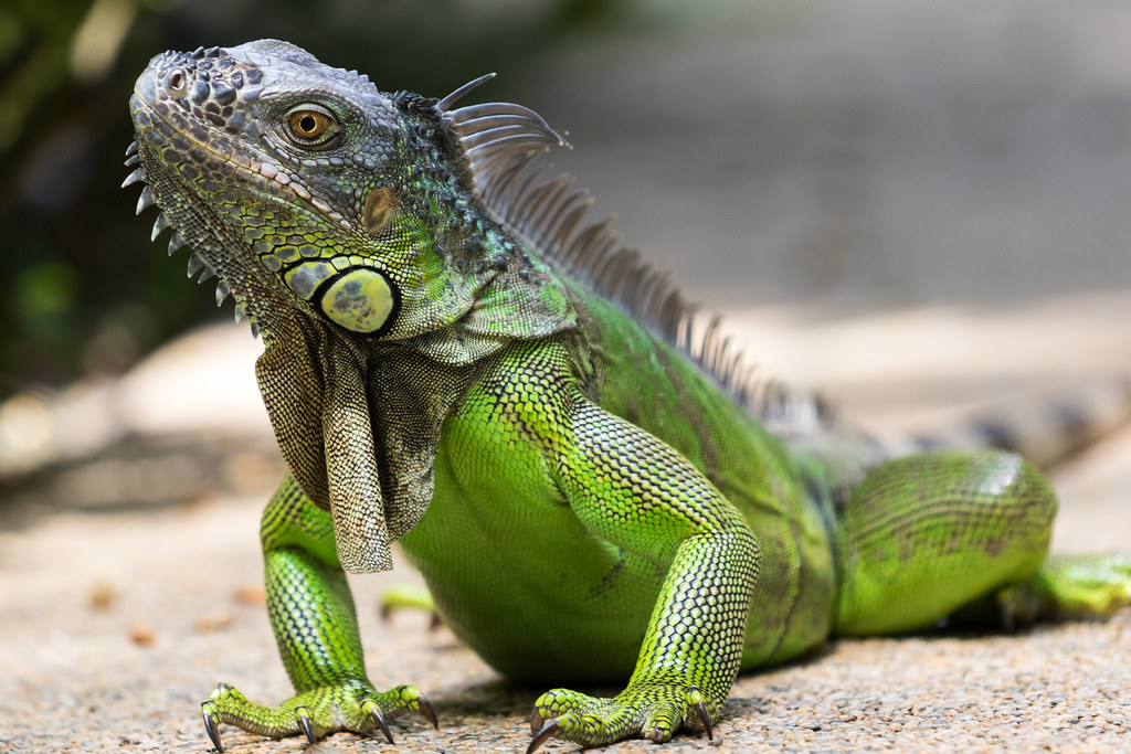 Iguana at Jurong Bird Park, Singapore Iguana at Jurong Bir… Flickr