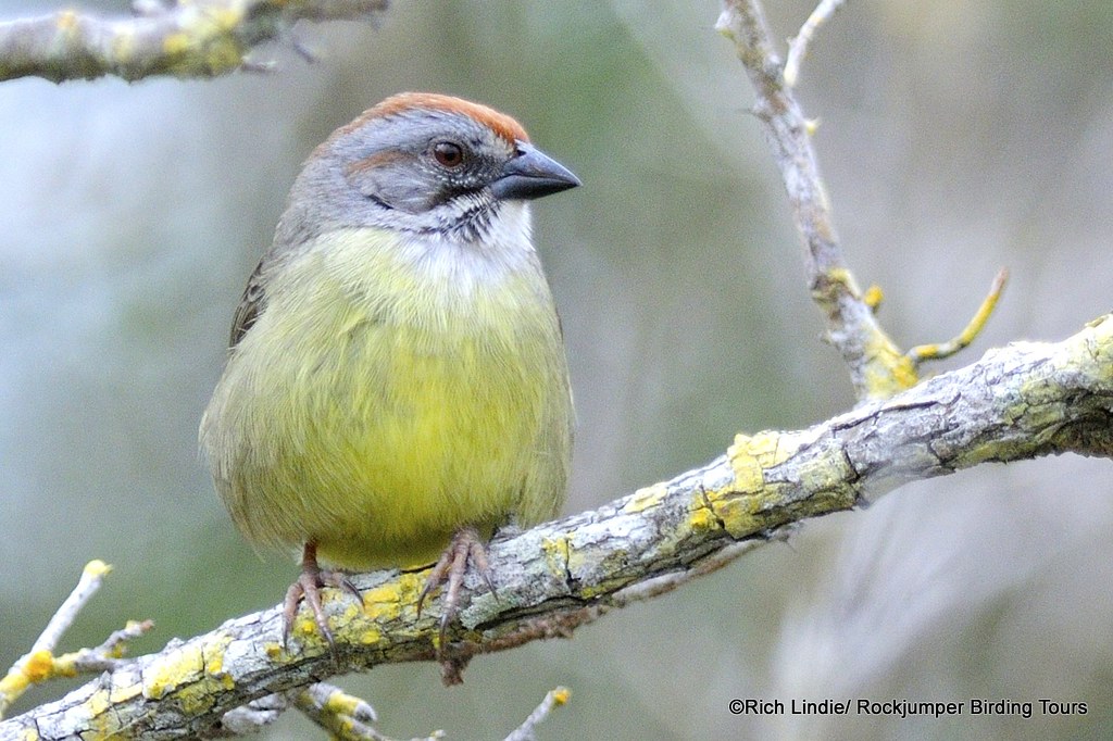 Zapata Sparrow by Rich Lindie in Cuba One of the more unde… Flickr