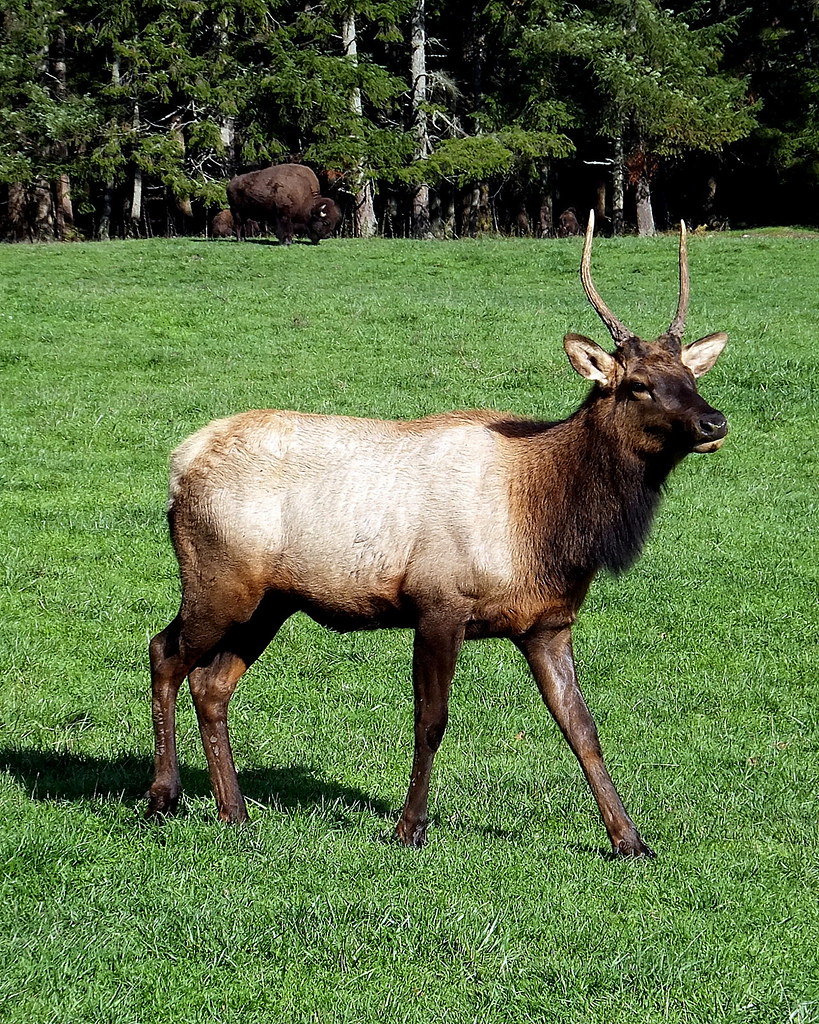 spike bull elk a photo on Flickriver
