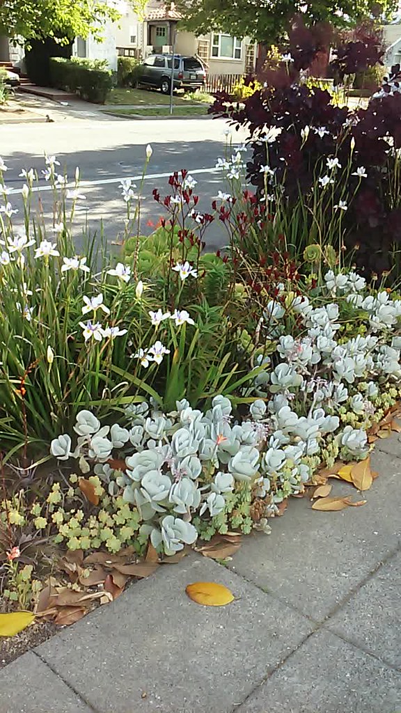 The Willett Garden in Berkeley, California. David Feix Landscape