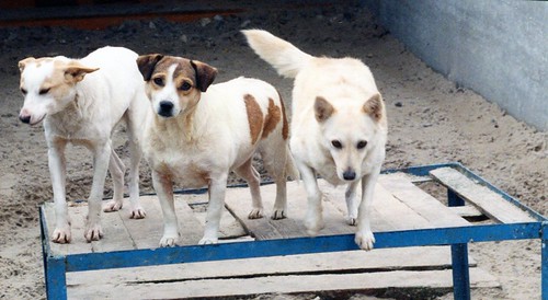 Dogs, SOS Animaux, Kiev, Ukraine Please credit "Kim Bartle… Flickr