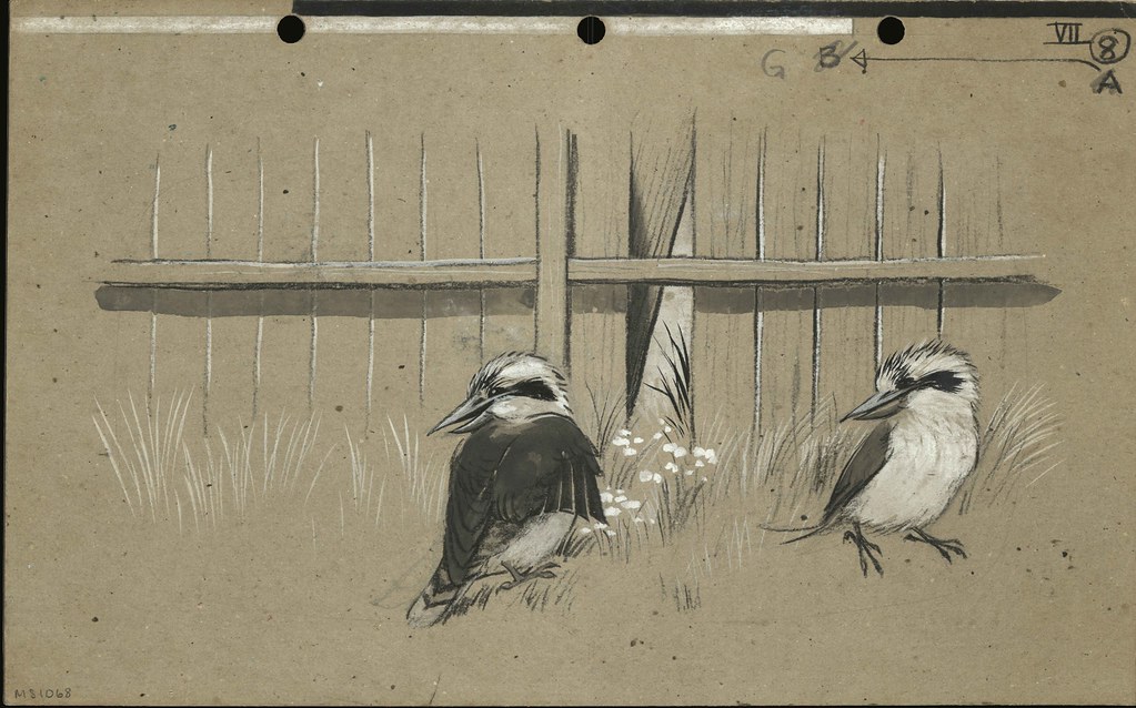 The story of Kurri Kurri the Kookaburra two kookaburras o… Flickr