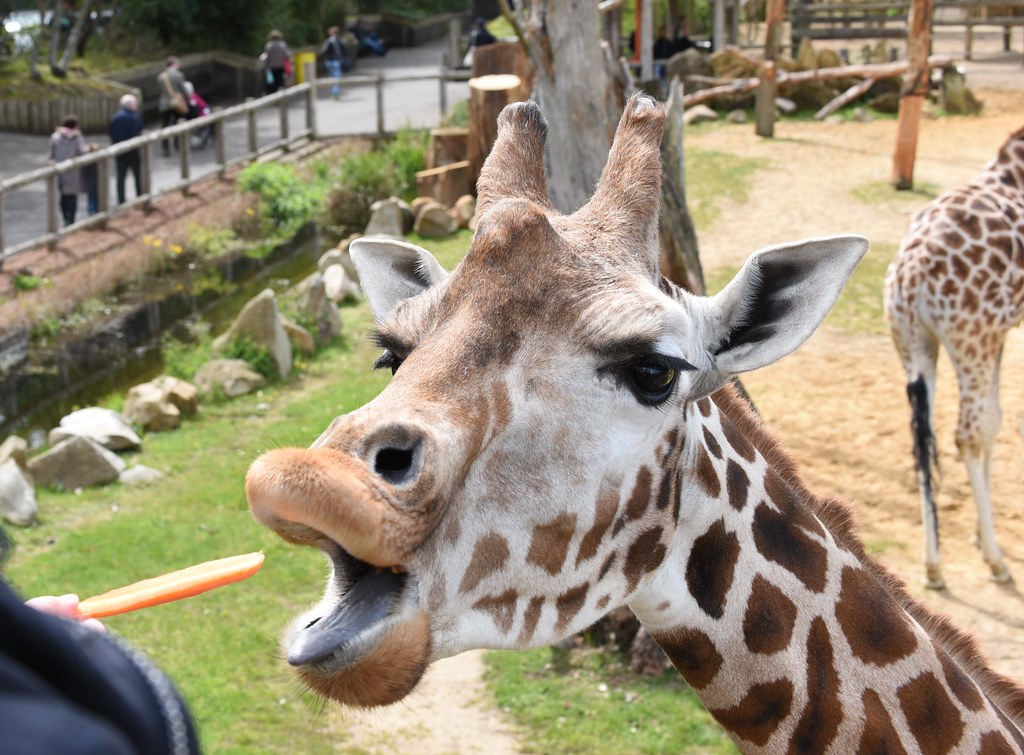 London Zoo 30 April 2016 104b Feeding the giraffes... Flickr
