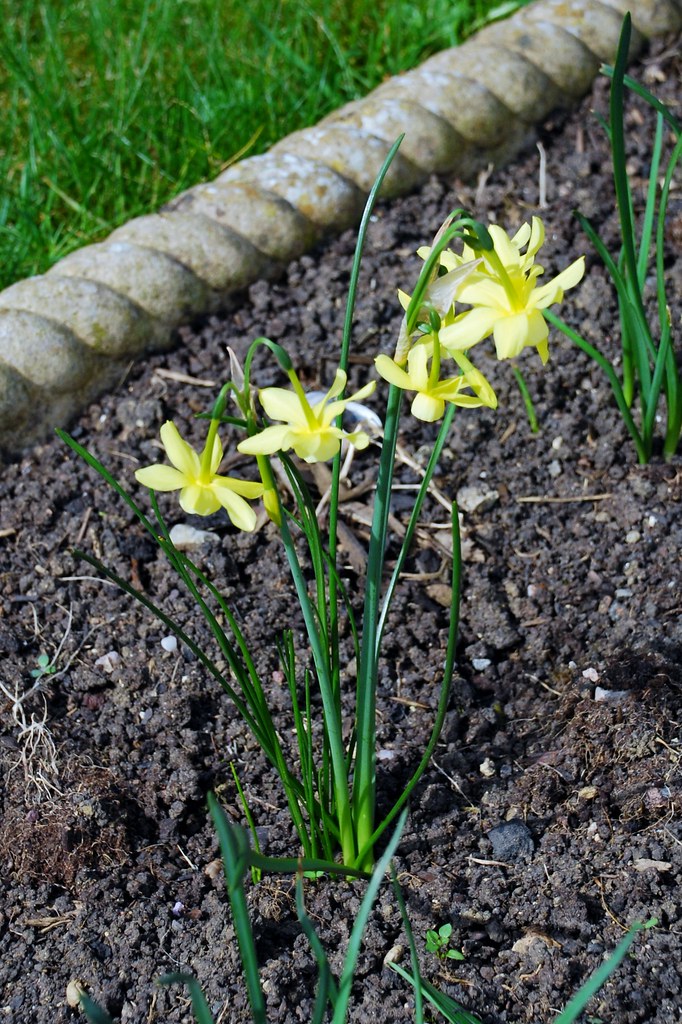 Gloucester, 28 Nine Elms Road 3headed daffodils Flickr