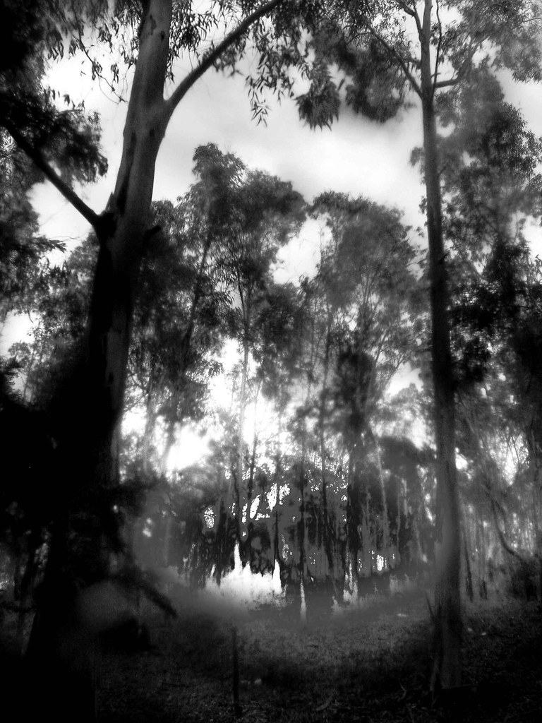 Hymera Forest of Hymera in Caltanissetta (Sicily) Michele186 Flickr