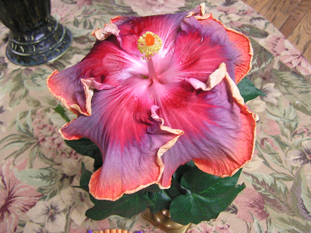 Hibiscus Shows & Dupont Nursery Flickr