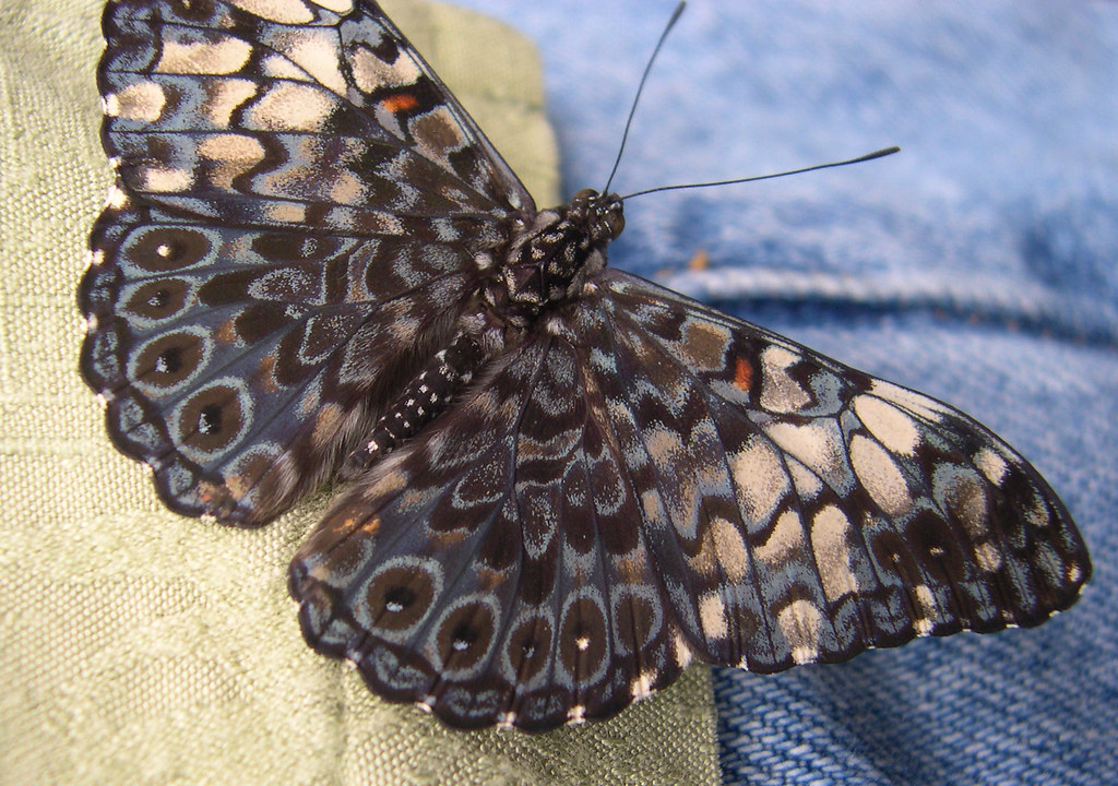 Butterfly Camouflage Joyce Henderson Flickr