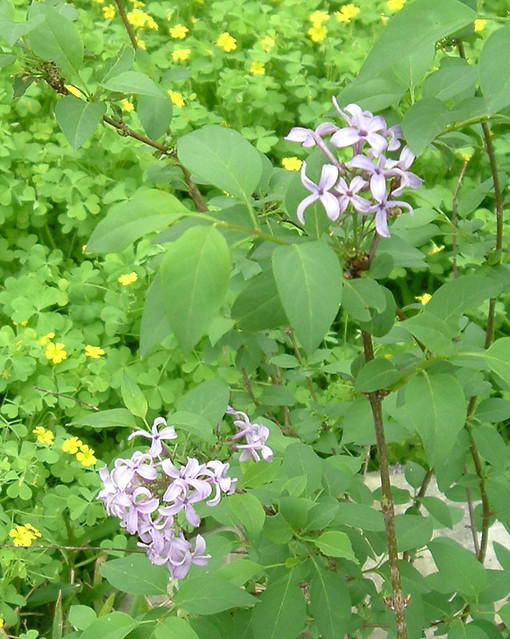 Lilac Little lilac bush grown from cuttings of a bush plan… Flickr