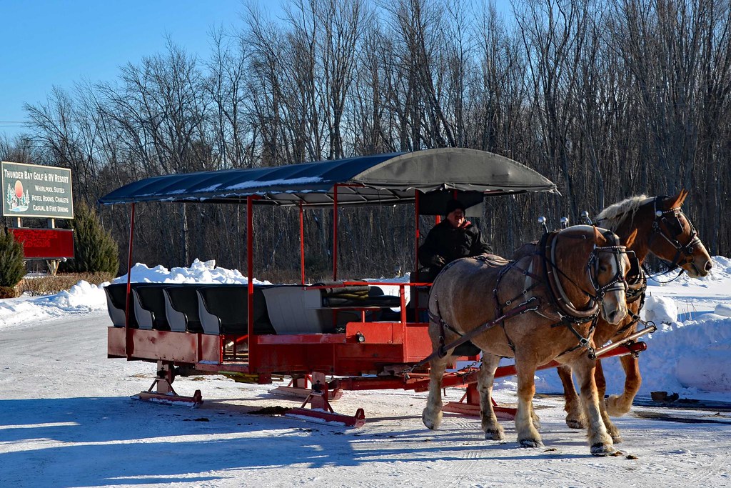 Elk Viewing Sleigh Ride Thunder Bay Resort, Hillman MI Flickr