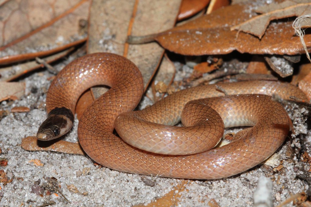 Rim rock crowned snake a photo on Flickriver