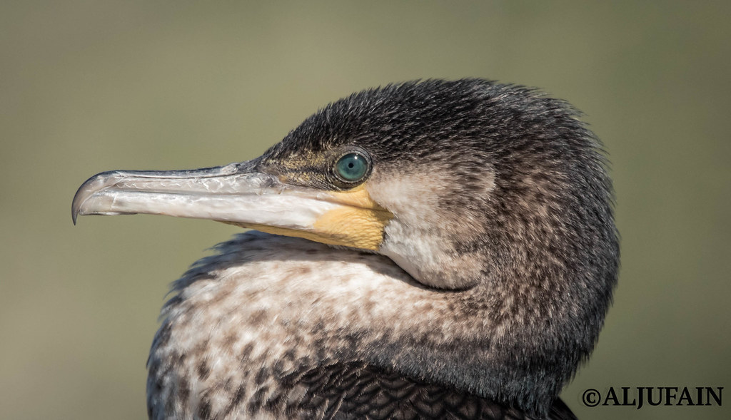 Great Cormorant Vary common winter Visitor, Common Passage… Flickr