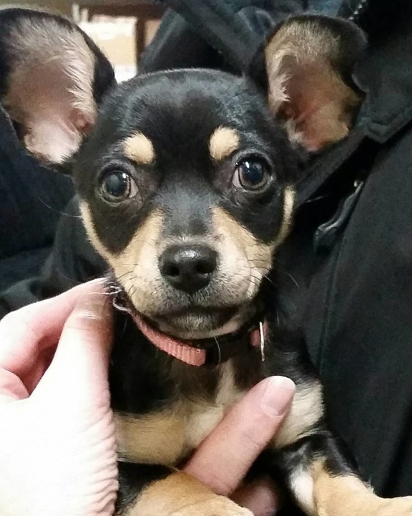 Emma heard we were at Pet Supplies Plus in Fort Gratiot, M… Flickr