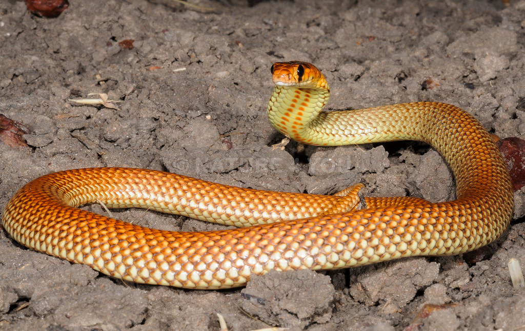 Ingram's Brown Snake Pseudonaja ingrami Scott Eipper Flickr