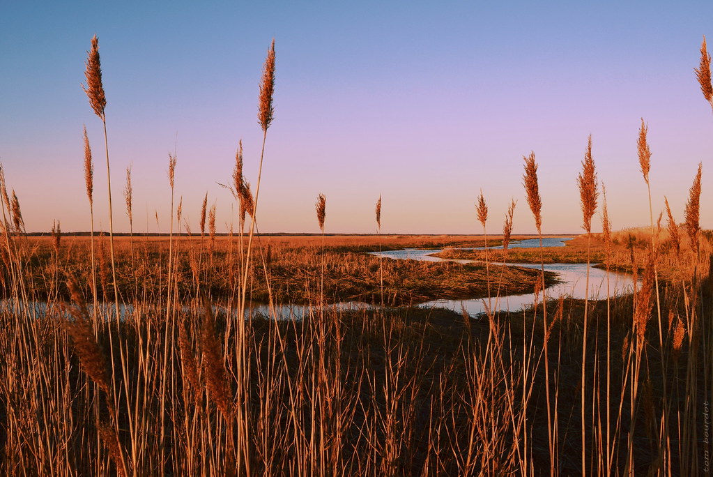 tidal marsh Heislerville, NJ, USA DSC_3645G11 Processed … Flickr