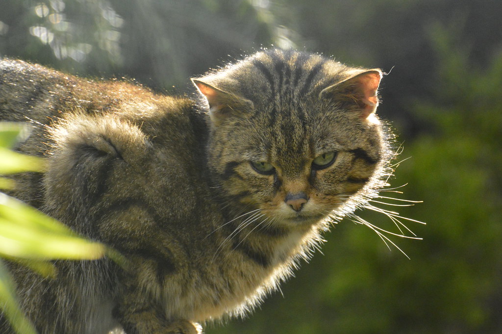 Scottish Wildcat (Felis silvestris) hybrid. Charlene Watt Flickr