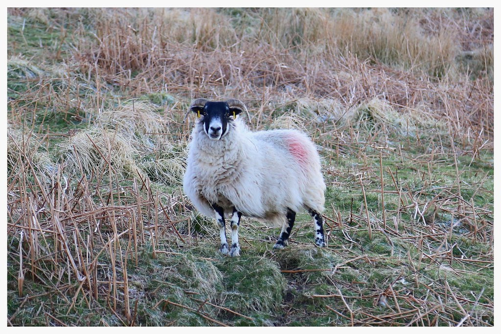 Campsie Glen Sheep. Keeping a close eye on me. ParisRoubaix Flickr