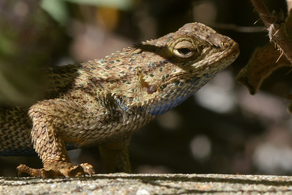 Bluebelly Lizard aka Western Fence Lizard (Sceloporus occ… Flickr
