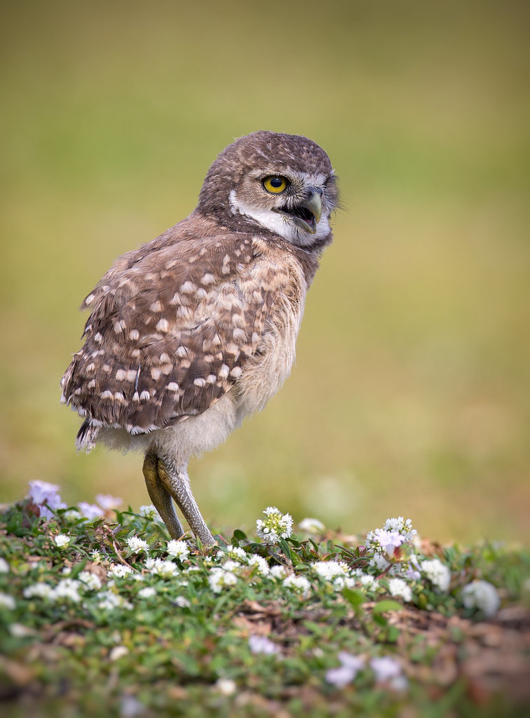 Baby Burrowing Owl My first baby burrowing owl. What a cha… Flickr
