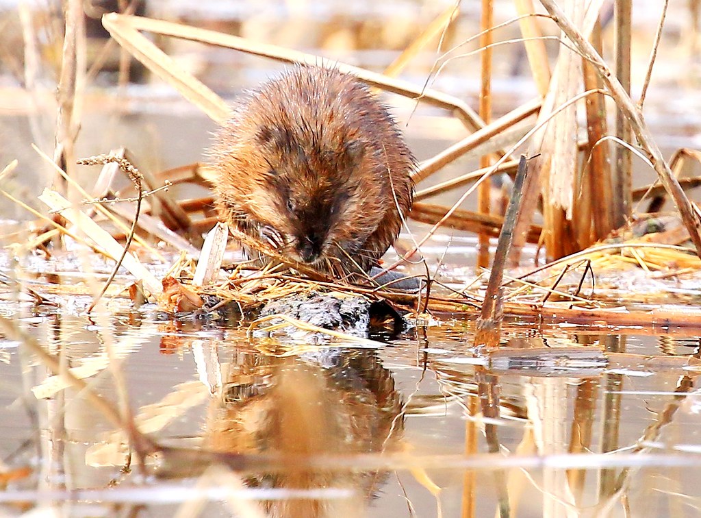 muskrat near Harper's Ferry IA 854A5453 Muskrats are the s… Flickr