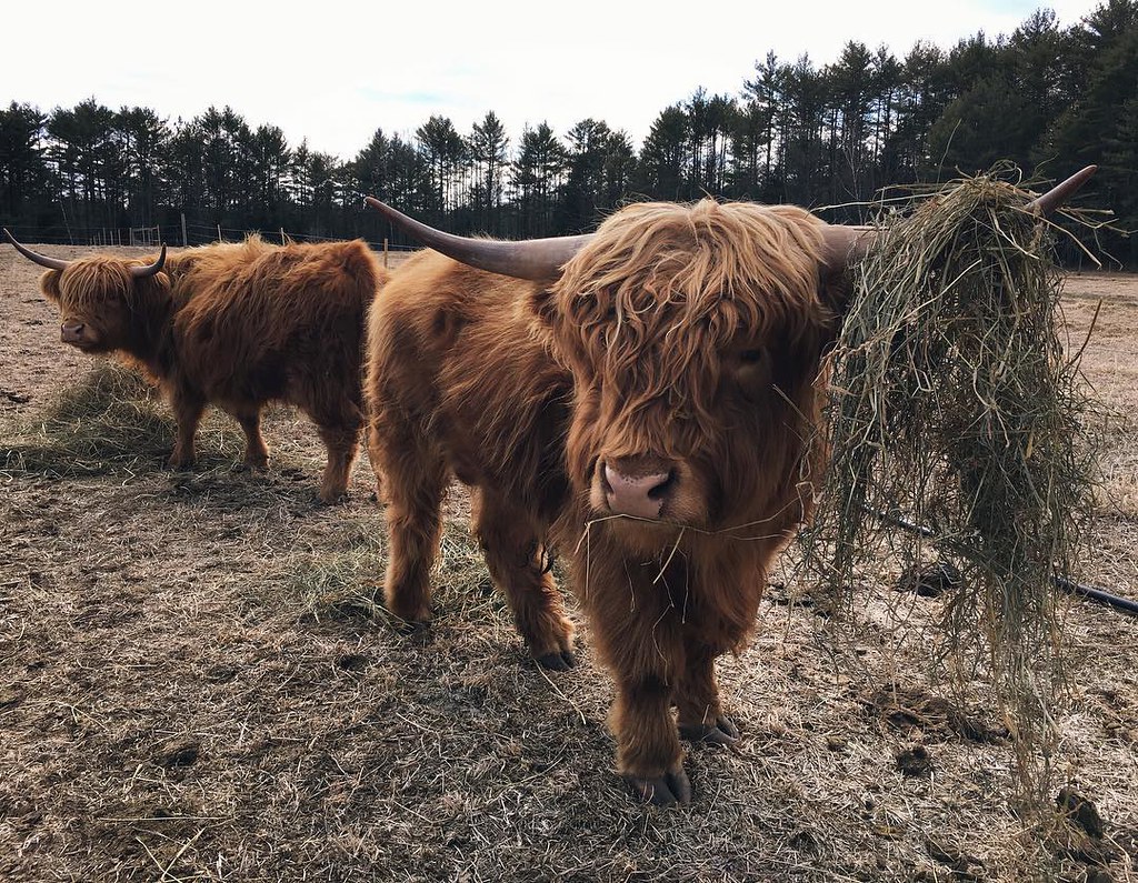 I doubt many will argue when I say, Highland cattle have p… Flickr