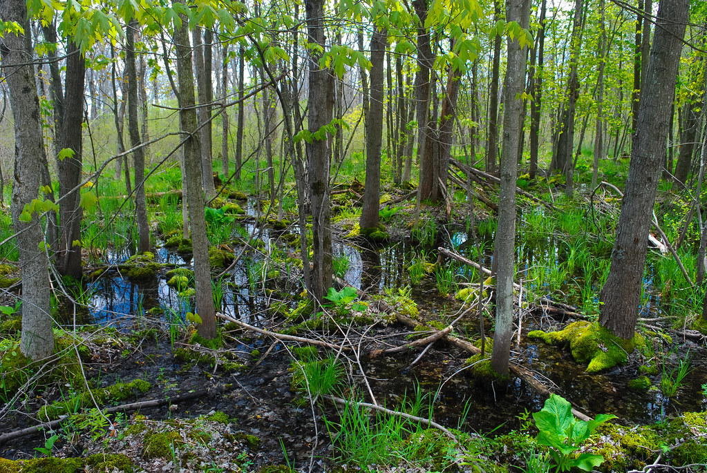 Lowland Hardwood Forest Milwaukee River & Swamp Wisconsin … Flickr