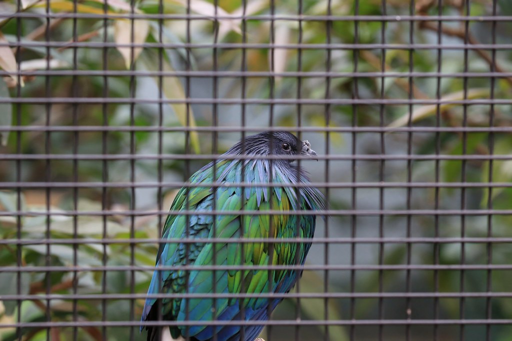 Bird in jail Anyone can set it free ? daiseehing Flickr
